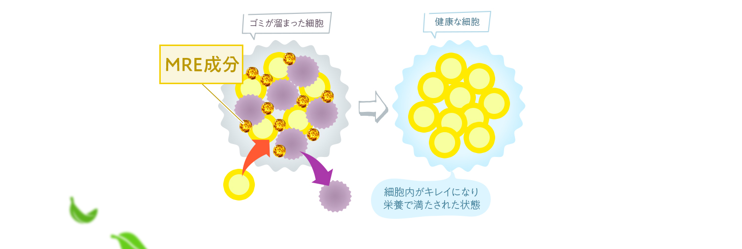 MRE成分で細胞内がキレイになり栄養で満たされた状態となる