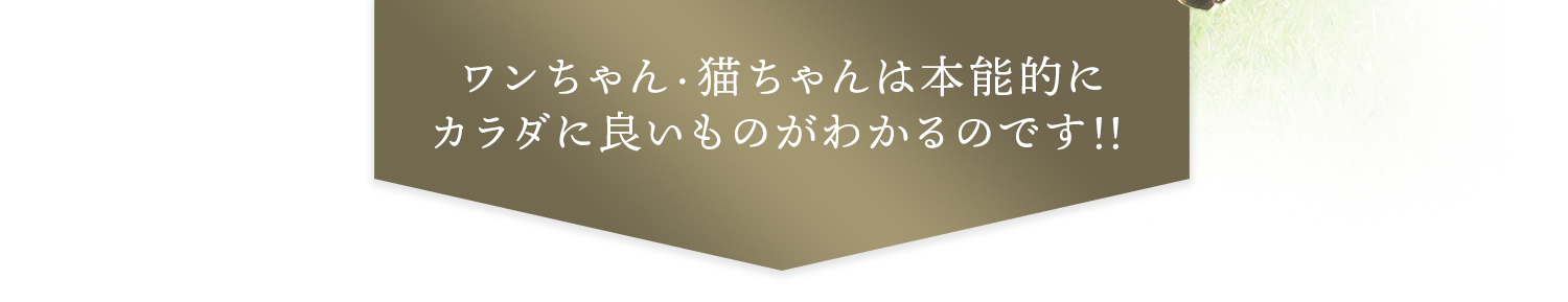 ワンちゃん・猫ちゃんは本能的にカラダに良いものがわかるのです！！