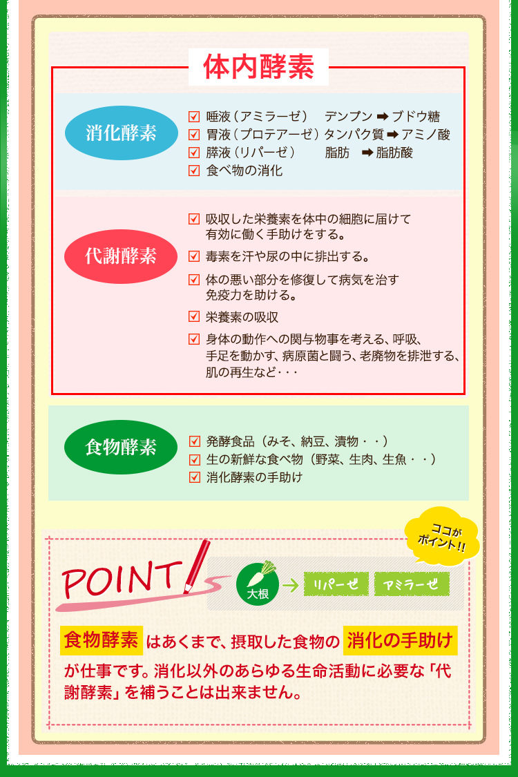 消化酵素、代謝酵素、食物酵素