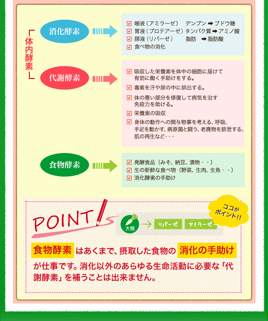 消化酵素、代謝酵素、食物酵素